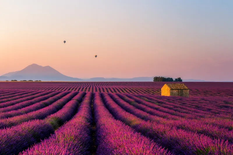 Expansive lavender fields in Provence at sunrise, featuring a stone house and hot air balloons on the horizon.