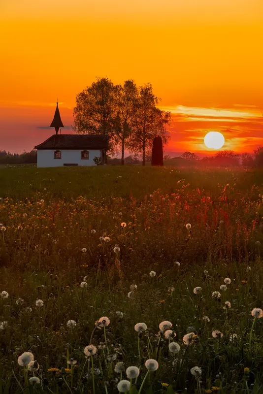 A white chapel and trees in a blooming field at sunset with a vibrant orange sky.