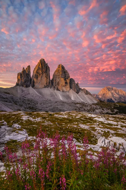 The Tre Cime at sunrise, with pink clouds and purple wildflowers in the foreground.