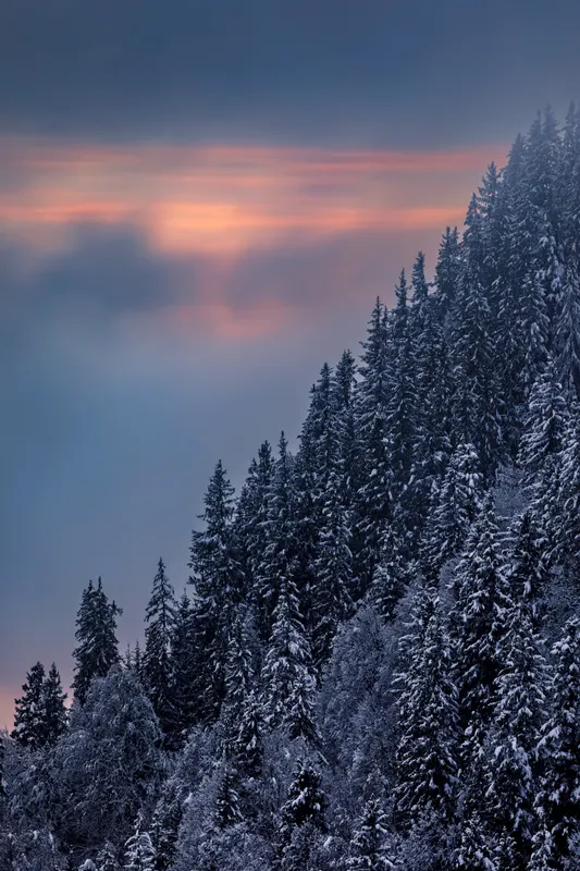 Snow-covered coniferous forest on a slope at sunset or sunrise, with a pink and orange sky.