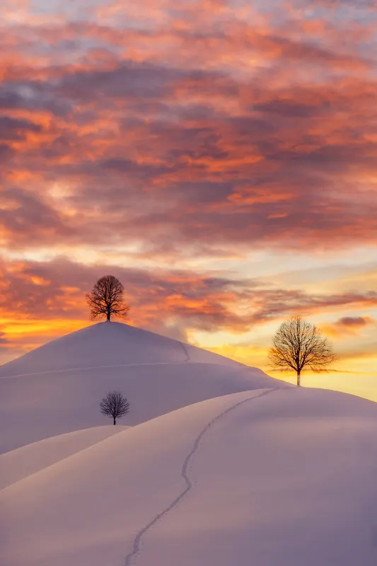 Three bare trees on snow-covered hills at sunset, with orange-red clouds and a path of footprints in the snow.